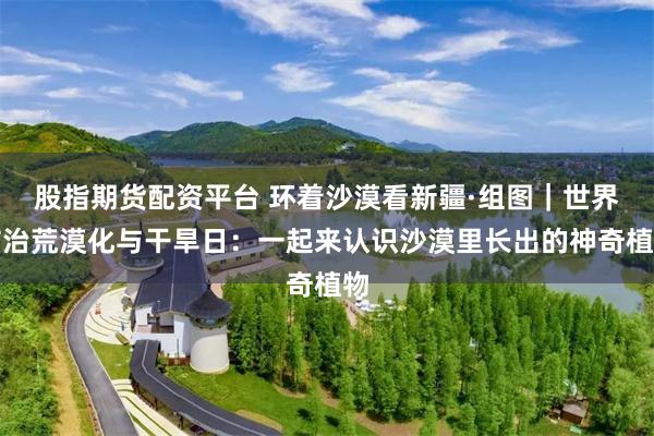 股指期货配资平台 环着沙漠看新疆·组图｜世界防治荒漠化与干旱日：一起来认识沙漠里长出的神奇植物